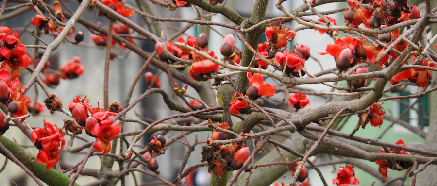 白內(nèi)障癥狀