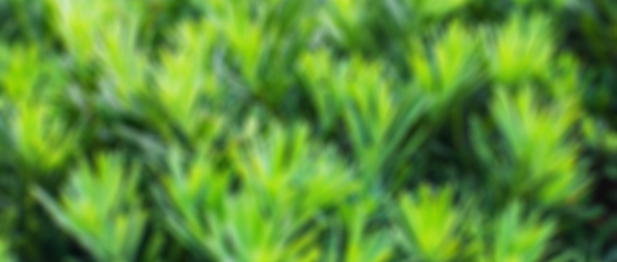 三焦點人工晶體